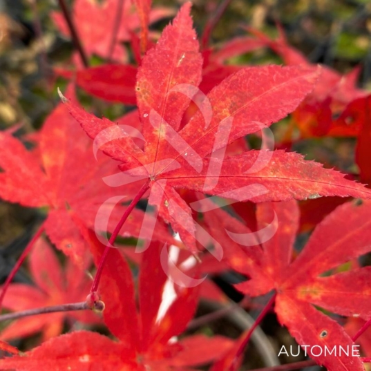 Acer palmatum 'Yezo Nishiki' - Érable du Japon