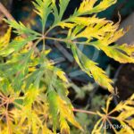 Acer pseudosieboldianum 'Ice Dragon' - Érable du Japon
