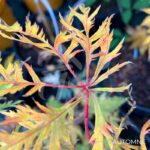 Acer pseudosieboldianum 'Ice Dragon' - Érable du Japon