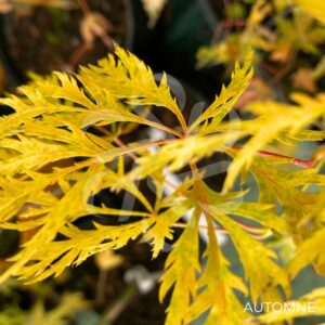 Acer pseudosieboldianum 'Ice Dragon' - Érable du Japon