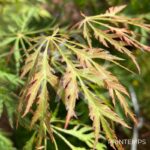 Acer pseudosieboldianum 'Ice Dragon' - Érable du Japon