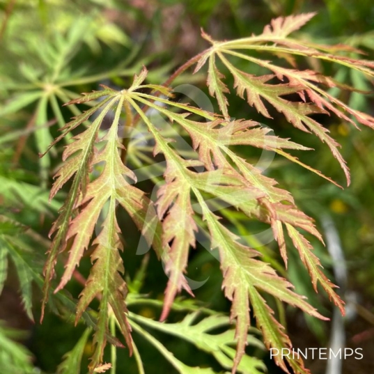 Acer pseudosieboldianum 'Ice Dragon' - Érable du Japon