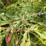 Acer pseudosieboldianum 'Ice Dragon' - Érable du Japon
