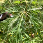 Acer pseudosieboldianum 'Ice Dragon' - Érable du Japon