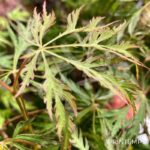 Acer pseudosieboldianum 'Ice Dragon' - Érable du Japon