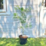 Acer pseudosieboldianum 'Ice Dragon' - Érable du Japon