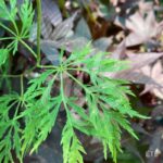 Acer pseudosieboldianum 'Ice Dragon' - Érable du Japon