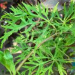 Acer pseudosieboldianum 'Ice Dragon' - Érable du Japon