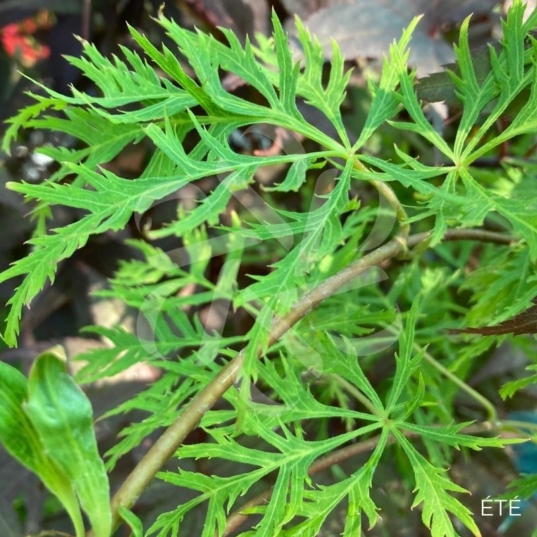 Acer pseudosieboldianum 'Ice Dragon' - Érable du Japon
