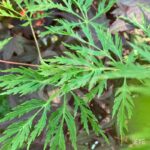 Acer pseudosieboldianum 'Ice Dragon' - Érable du Japon
