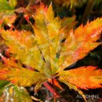 Acer pseudosieboldianum 'North Wind' - Érable du Japon