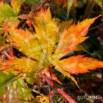 Acer pseudosieboldianum 'North Wind' - Érable du Japon