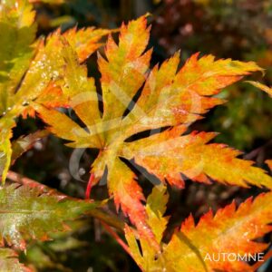Acer pseudosieboldianum 'North Wind' - Érable du Japon