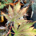 Acer pseudosieboldianum 'North Wind' - Érable du Japon
