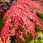 Acer pseudosieboldianum 'North Wind' - Érable du Japon