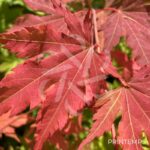 Acer pseudosieboldianum 'North Wind' - Érable du Japon