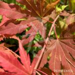 Acer pseudosieboldianum 'North Wind' - Érable du Japon