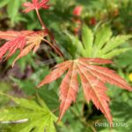 Acer pseudosieboldianum 'North Wind' - Érable du Japon