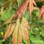 Acer pseudosieboldianum 'North Wind' - Érable du Japon