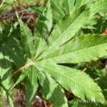 Acer pseudosieboldianum 'North Wind' - Érable du Japon