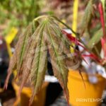 Acer pseudosieboldianum 'North Wind' - Érable du Japon