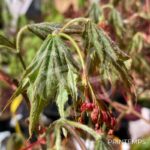 Acer pseudosieboldianum 'North Wind' - Érable du Japon