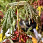 Acer pseudosieboldianum 'North Wind' - Érable du Japon