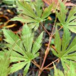 Acer pseudosieboldianum 'North Wind' - Érable du Japon