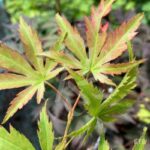 Acer pseudosieboldianum 'North Wind' - Érable du Japon