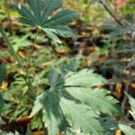 Acer pseudosieboldianum 'North Wind' - Érable du Japon