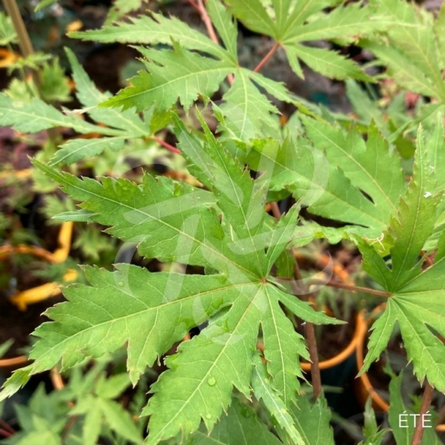 Acer pseudosieboldianum 'North Wind' - Érable du Japon