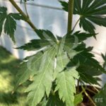 Acer pseudosieboldianum 'North Wind' - Érable du Japon