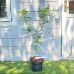 Acer pseudosieboldianum 'North Wind' - Érable du Japon