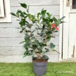 Camellia changii '1001 Summer Nights' - Camélia d'été