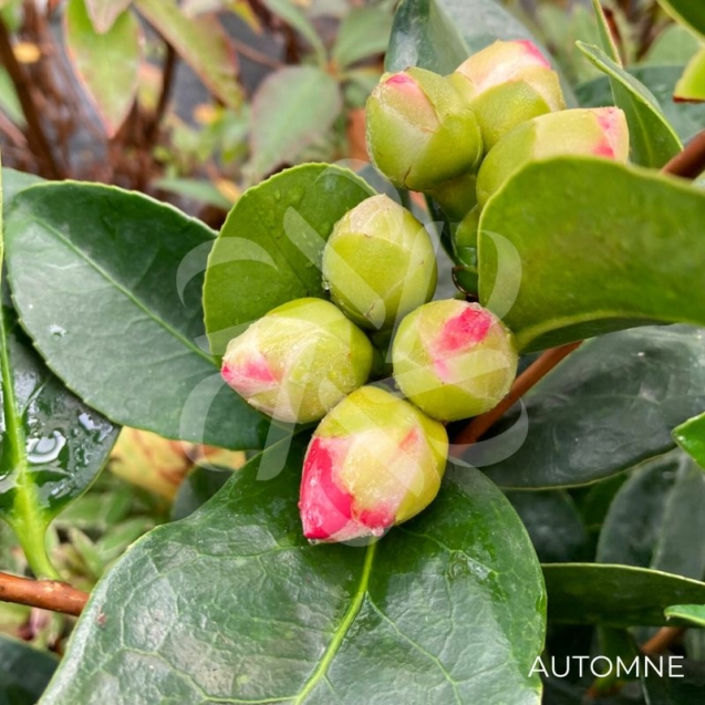 Camellia changii '1001 Summer Nights' - Camélia d'été