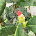 Camellia changii '1001 Summer Nights' - Camélia d'été