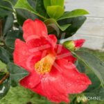 Camellia changii '1001 Summer Nights' - Camélia d'été