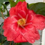 Camellia changii '1001 Summer Nights' - Camélia d'été