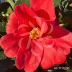 Camellia changii '1001 Summer Nights' - Camélia d'été