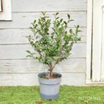 Camellia champetre 'Fairy Blush' - 1001 boutons rose