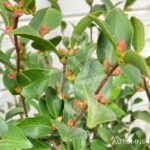 Camellia champetre 'Fairy Blush' - 1001 boutons rose