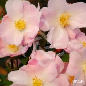 Camellia champetre 'Fairy Blush' - 1001 boutons rose