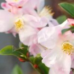 Camellia champetre 'Fairy Blush' - 1001 boutons rose