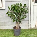 Camellia japonica 'Nuccio's Gem' - Camélia d'hiver