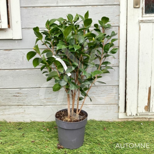 Camellia japonica 'Nuccio's Gem' - Camélia d'hiver