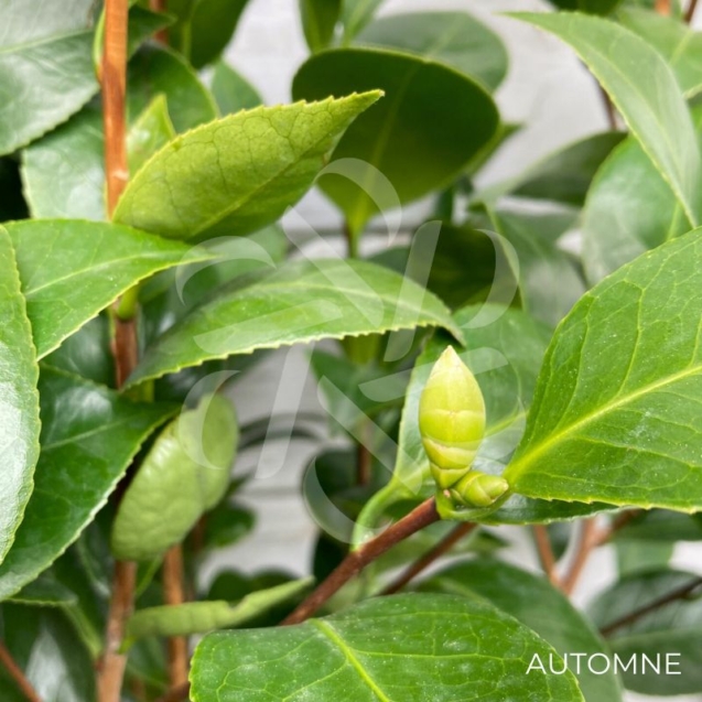 Camellia japonica 'Nuccio's Gem' - Camélia d'hiver