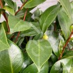 Camellia japonica 'Nuccio's Gem' - Camélia d'hiver