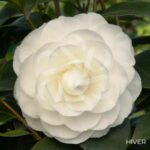 Camellia japonica 'Nuccio's Gem' - Camélia d'hiver