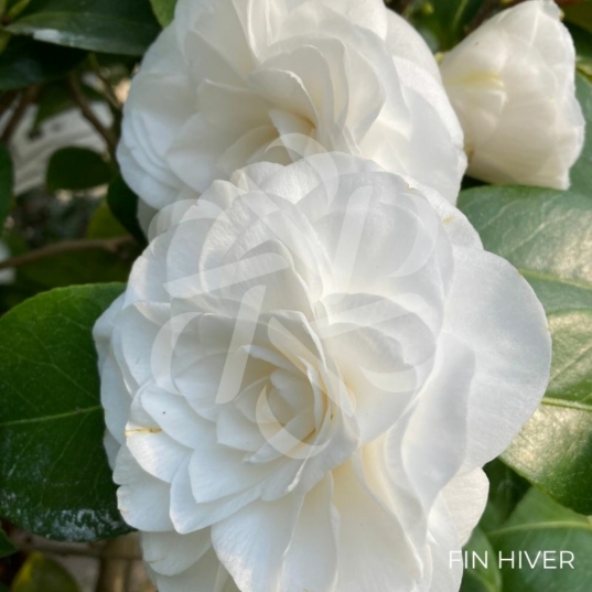 Camellia japonica 'Nuccio's Gem' - Camélia d'hiver