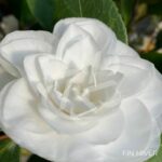 Camellia japonica 'Nuccio's Gem' - Camélia d'hiver